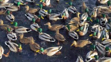很多鸭子男性绿色头游泳水日落鸭子湖河冬天时间龙饲料鸭子喂养鸭子粉红色的爪子